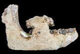 Running Rhino (Hyracodon) Jaw Section - South Dakota #113175-4
